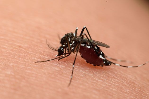 New York's Zika Plan - What You Need to Know