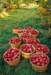 2010-11 Guide: Where To Pick Your Own Apples in Connecticut