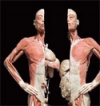 BODIES...The Exhibition Photos