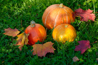 pick your own pumpkins in October