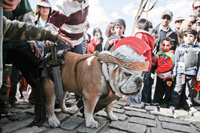 Canine Costume Contest at the Halloween Harvest Festival