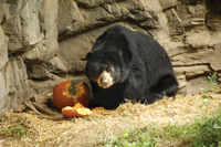 Boo at the Zoo, Queens
