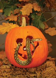 Boo at the Zoo, Bronx Zoo