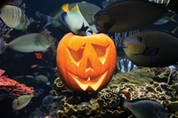 photo credit: Altantis Marine World