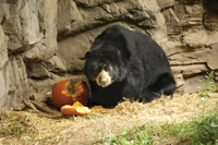 Boo at the Zoo, Queens Zoo