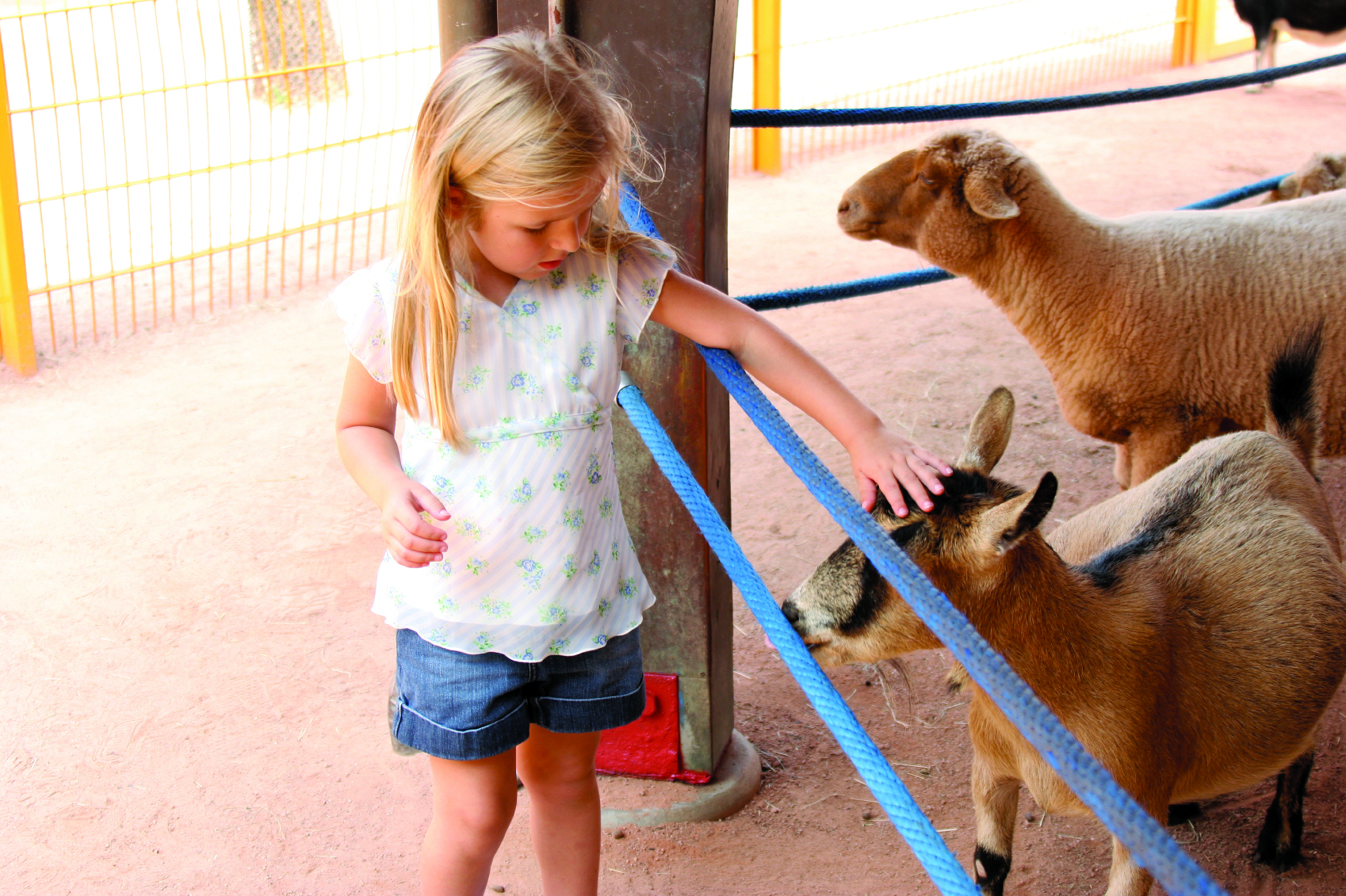 petting zoo