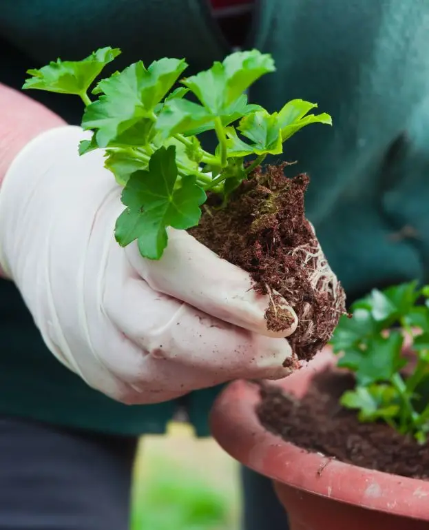 potting a plant