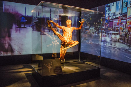 Body World Pulse at Discovery Times Square in NYC