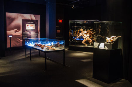 Body World Pulse at Discovery Times Square in NYC