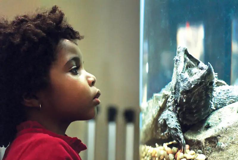 In the Eat and Be Eaten exhibit, habitat windows are low and shaped so kids can easily peek at puffer fish, hissing cockroaches, a Goliath bird-eating ... - liberty-science-center-nj