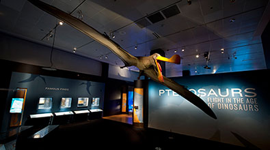 Interactive Pterosaurs Exhibit Lands at AMNH