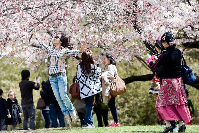 The Cherry Blossoms Are Coming to Brooklyn