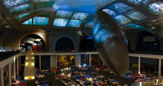 Night at the Museum: Adult Sleepovers at AMNH 