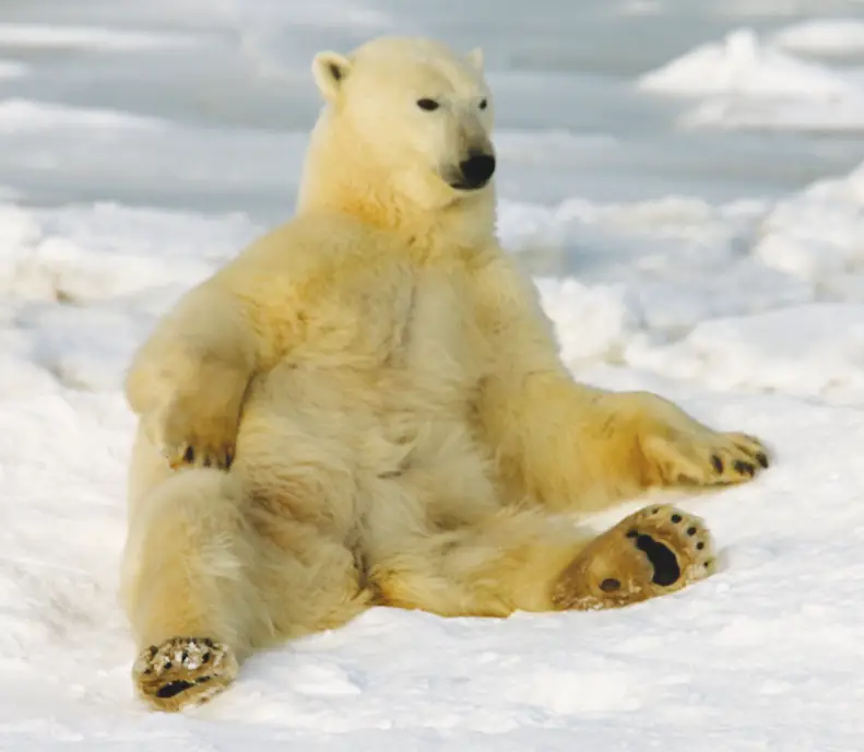 polar bear in To the Arctic movie