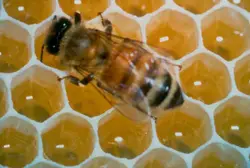 honey bee, in hive; honeycomb