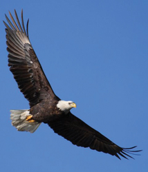 eagle flying; soaring eagle