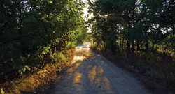 forest trail at dusk, sunset; trail at night