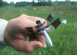 dragonfly on a finger; hand holding a dragonfly, white and black