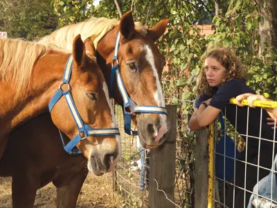 Wildlife Weekends at Queens County Farm Musuem; horses at the zoo