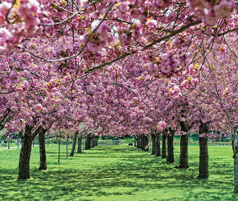 cherry blossoms in brooklyn