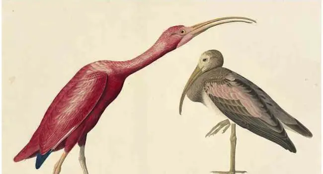 Audubon's Aviary: The Final Flight Soars at New-York Historical Society 