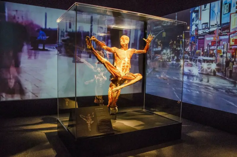 Go Inside The Fascinating Realm of Body Worlds Times Square