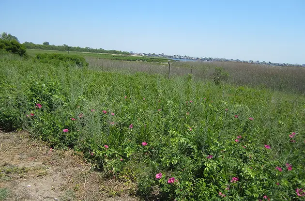 Jamaica Bay Wildlife Refuge wildflowers