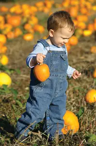 Pumpkin Patch Farm Near Nyc