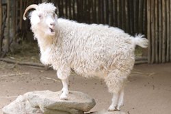 sheep at wool festival