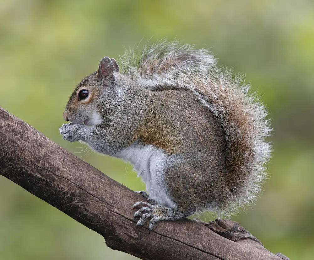 gray squirrel