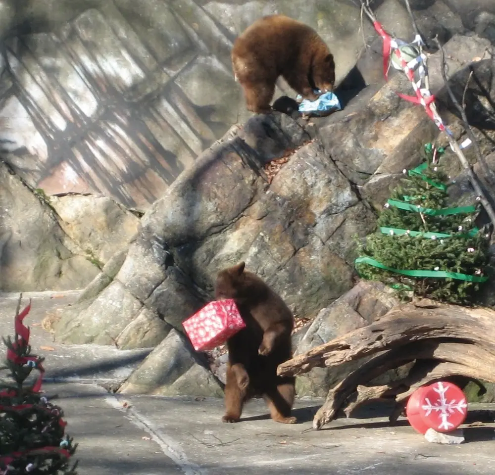 Bear Mountain Zoo Beary Merry Holiday