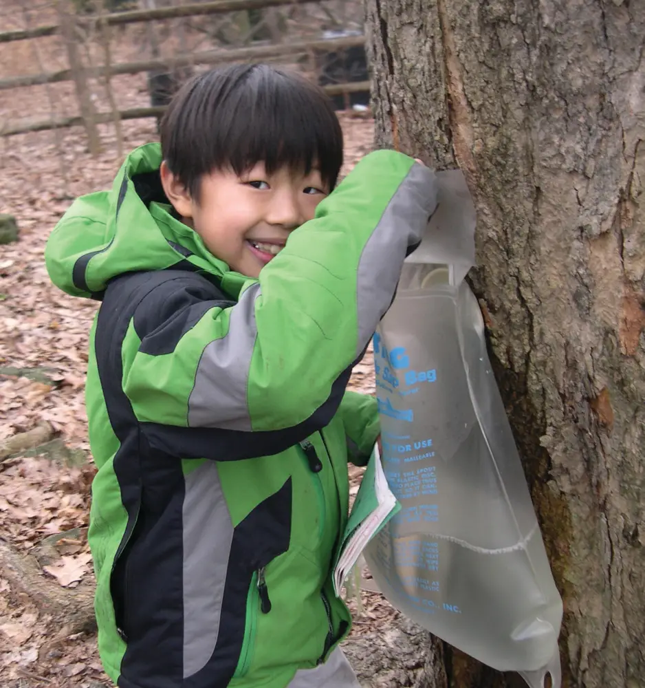 maple sugar tapping