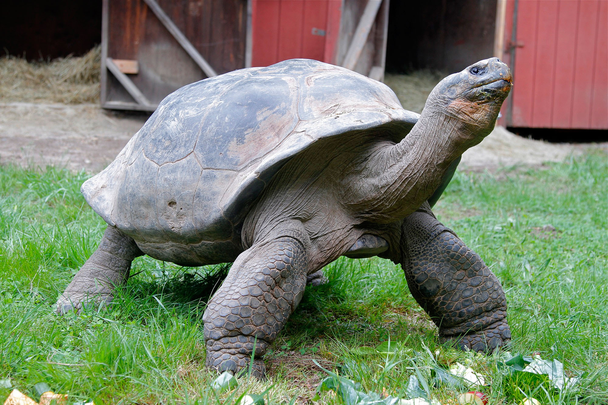 giant tortoise