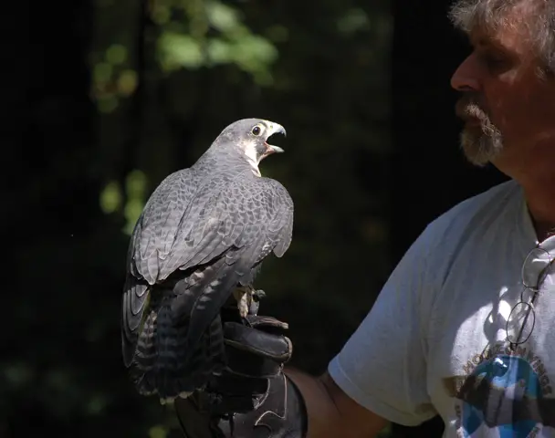 peregrine falcon