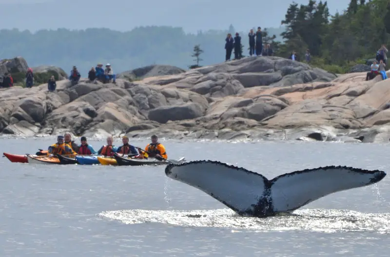 whale watching kayak tour in quebec